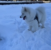 負け犬