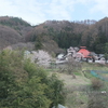 埴原城　桜、染井吉野は五分咲きです。（過去の日記記事）