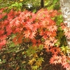 紅葉２０２４　奈良カエデの郷ひらら