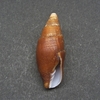 和歌山の貝　ウスチャフデ（Mitra fulvescens,1836）