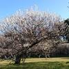 「越谷梅林公園」で梅を愛でる