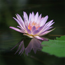 こころという名の羅針盤