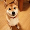 夜散歩用のライト