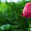 泣いてみろ、乞うてもいい 83話 ネタバレ 原作 あらすじ 愛を愛だと分からない男