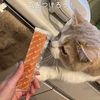雨田甘夏、偽物です。【猫とお魚とタンパク質事情】