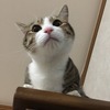 高い所から見下ろすねこ：保護猫日記。2歳8ヵ月（135週）