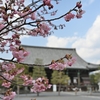 清凉寺の河津桜と梅