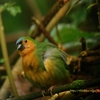 Tawny-breasted Parrotfinch チャバラセイコウチョウ (ジャワの鳥その43)