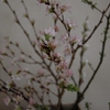 冬の桜