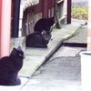 猫路地