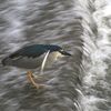 水辺の風景　白川　2021年 5月19日　ゴイサギ と ササゴイ