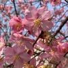 淀の河津桜🌸