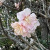 梅の花を詠んだ短歌１　鎌倉宝戒寺まで散策．梅の開花の様子を探索しつつ．早咲きの梅は三分〜五分咲き．源平池脇の白梅は八分咲き　　春さればまづ咲く宿の梅の花ひとり見つつや春日暮らさむ　山上憶良　　我が宿の梅の花散るひさかたの天（あま）より雪の流れ来るかも　大伴旅人　　酒杯（さかづき）に梅の花浮かべ思ふどち飲みての後は散りぬともよし　大伴坂上郎女　　君ならで誰にか見せむ梅の花色をも香をもしる人ぞしる　紀友則