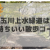 玉川上水緑道は気持ちいい散歩コース！