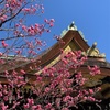 北野天満宮の梅🌸