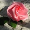 折紙で作る薔薇