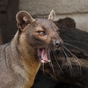 Fossa