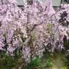 庭の枝垂桜