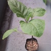 Nursery plant of eggplant = 73 yen ($0.59 €0.54)