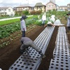 ＜農業講座日記＞ 大根間引きとカブ、ホウレンソウのうね作り（９月24日）