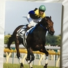 『競馬パネル：キングカメハメハ「2004年:第71回東京優駿」』