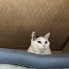 実家に帰省していました。