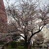 今日が最後の見ごろ？東京の桜と大失敗のハイカット靴。