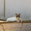 玄海諸島のねこさん