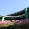 今年の河津桜。