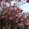 造幣局桜通り抜け