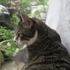 オオデマリと待ち猫