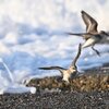 野鳥撮影「トウネン」