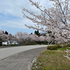 さくらの開花状況‥‥。