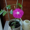 また朝顔が咲いた🌸　　　　　　　　　　　　　　　　　　　　　　　　　　　　　　涼しげなギボウシとコリウスの花