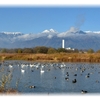 安曇野　白鳥飛来情報　安曇野の今日の光景