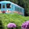 樽見鉄道と池田山の花々