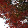 寄り道🎵  秋色が濃く深く🍁鮮やか色は心にしみる(>_<)🎶