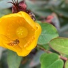 ジョギング中に見かけた草花