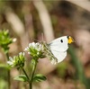 今年エンカウントできて嬉しかった虫ベスト5