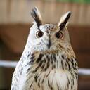フクロウの部屋
