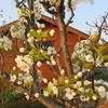 朝日に匂ふ梨花に寄せて一句