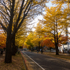 札幌の隠れた紅葉スポット 北海道大学 イチョウ並木