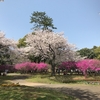 大分県別府公園の桜を見に行きました。