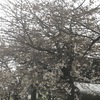 雨天の桜20240404