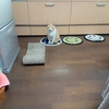 だいだい猫の生爪がはがれたこと