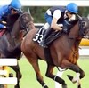 【ローズステークス追い切り調教】 ラベンダーヴァレイ、馬なり２馬身先着！藤原英師最長タイの１１週連続勝利へＧＯ 「競馬レース結果ハイライト」2016年≪競馬場の達人,競馬予想≫