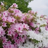 フリマに行ったつもりが町に咲く花を撮っていた