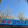 寄ロウバイ園最終日🌼 栗ノ木洞南西尾根・櫟山