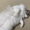 朝、いろんなことをして遊んだふくちゃん