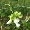 インゲンの花咲く